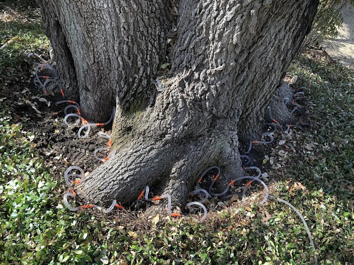 Detailed Tree Cabling and Bracing job site in Little Lake