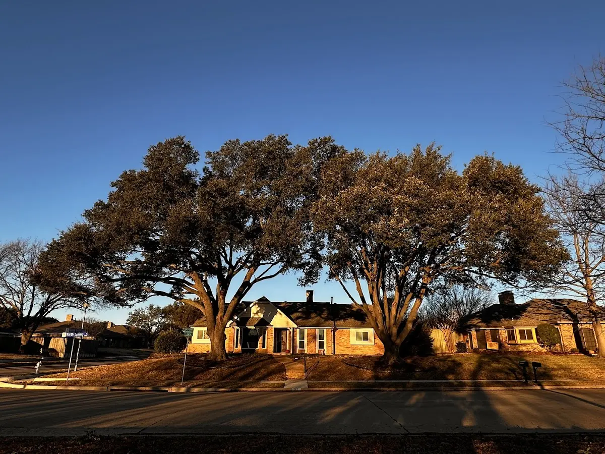 Established residential canopy tree shading a home in Little Lake